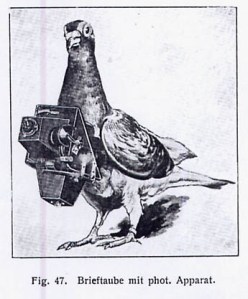 Brieftaube mit Fotoapparat